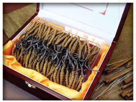 额济纳冬虫夏草回收